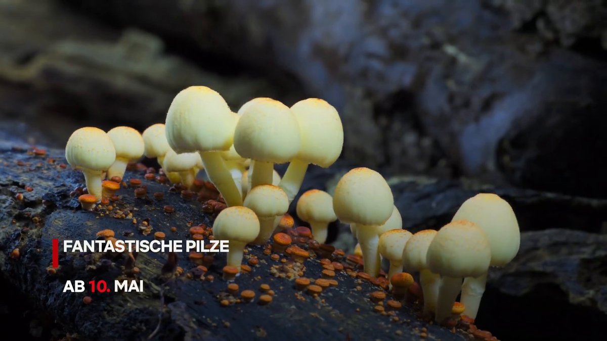 Neu im Mai 2022 auf Netflix Neu im Mai 2022 auf Netflix