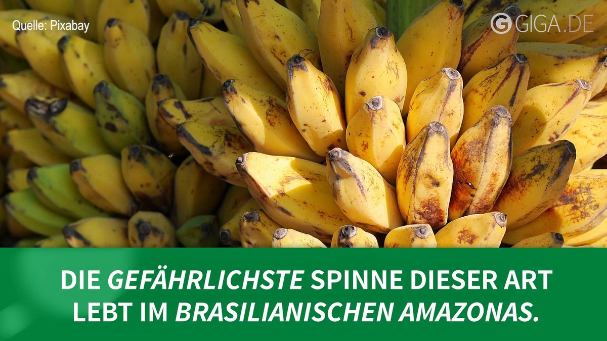 Bananenspinne Bananenspinne