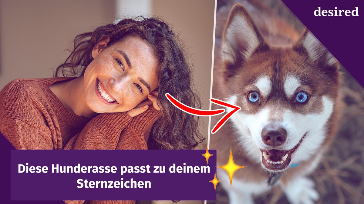 Diese Hunderasse passt zu deinem Sternzeichen