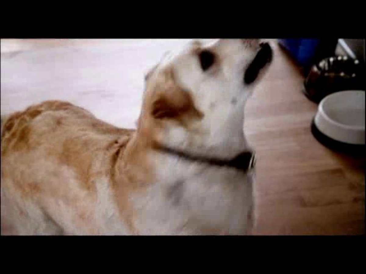 000113869.flv 000113869.flv