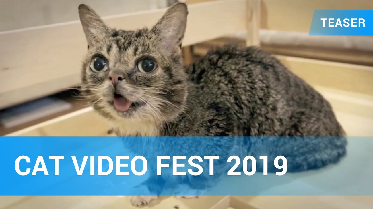 Cat Video Fest 2019 - Trailer Deutsch