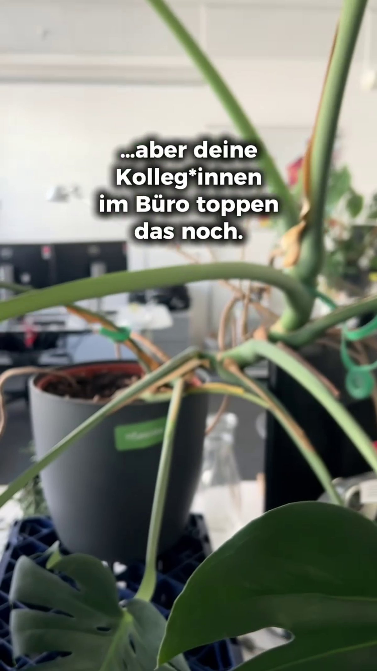 Verrückte Namen für deine Zimmerpflanzen