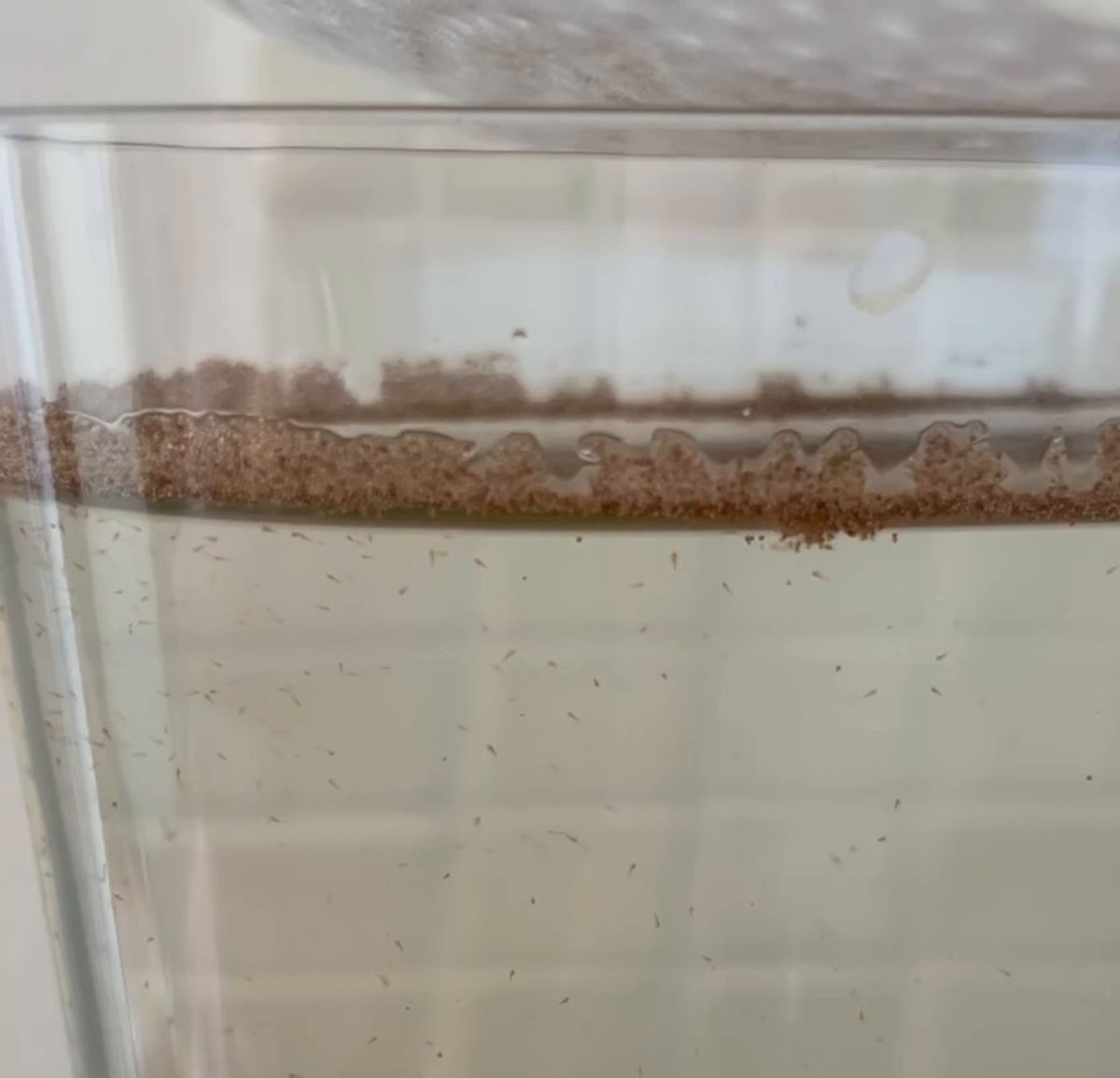 Urzeitkrebse.mp4 Urzeitkrebse.mp4