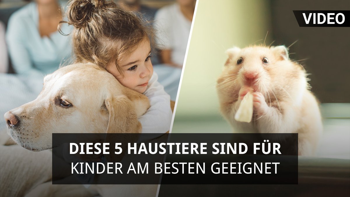 Diese 5 Haustiere sind für Kinder am besten geeignet Diese 5 Haustiere sind für Kinder am besten geeignet
