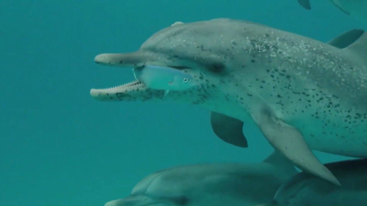 DolphinGemma: Google-KI soll Delfinsprache entschlüsseln DolphinGemma: Google-KI soll Delfinsprache entschlüsseln