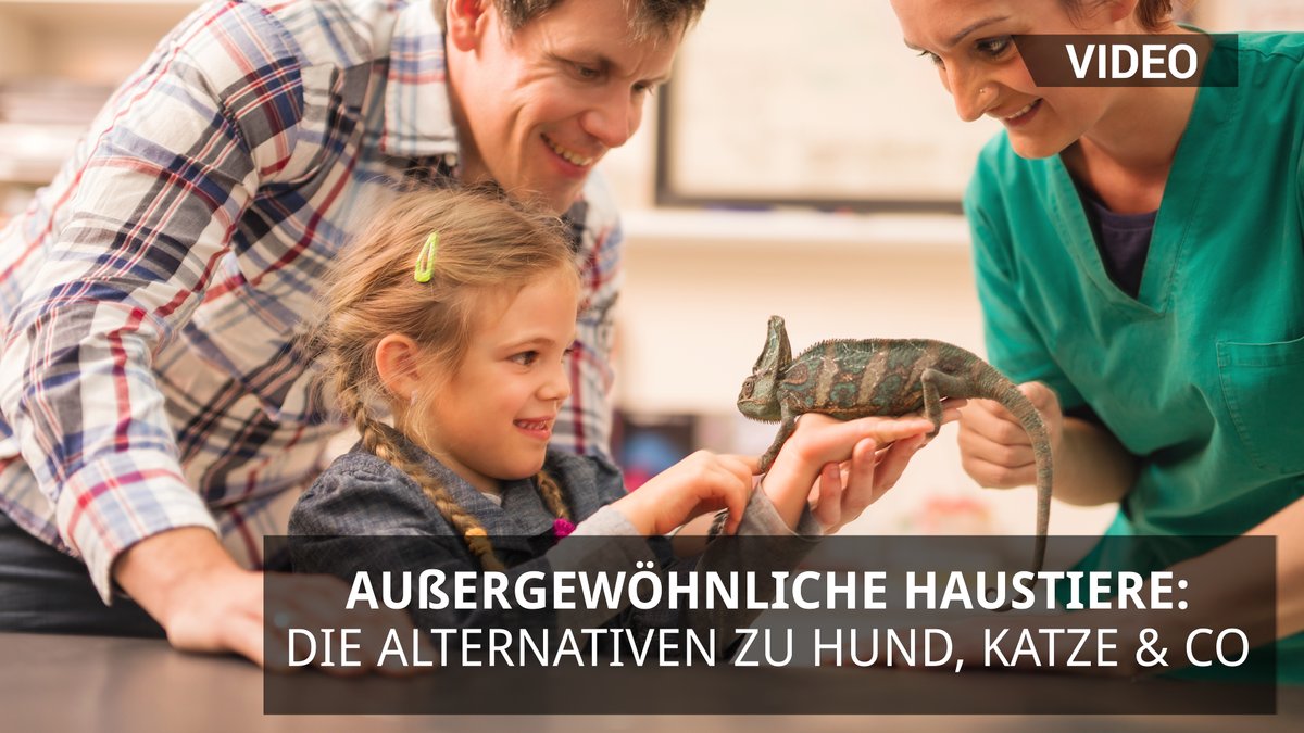 Außergewöhnliche Haustiere: Die Alternativen zu Hund, Katze & Co. Außergewöhnliche Haustiere: Die Alternativen zu Hund, Katze & Co.