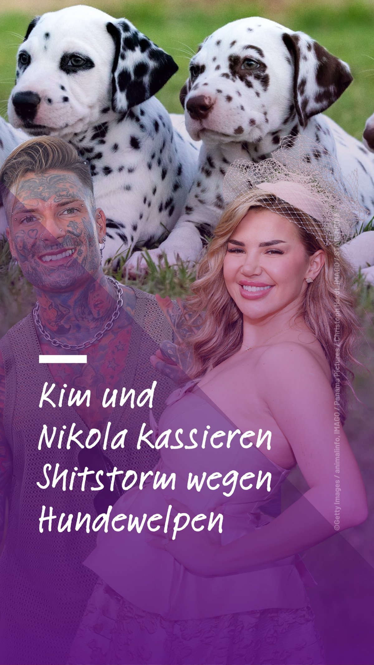 Wegen Hundewelpen: Kim Virginia und Nikola kassieren Shitstorm Wegen Hundewelpen: Kim Virginia und Nikola kassieren Shitstorm