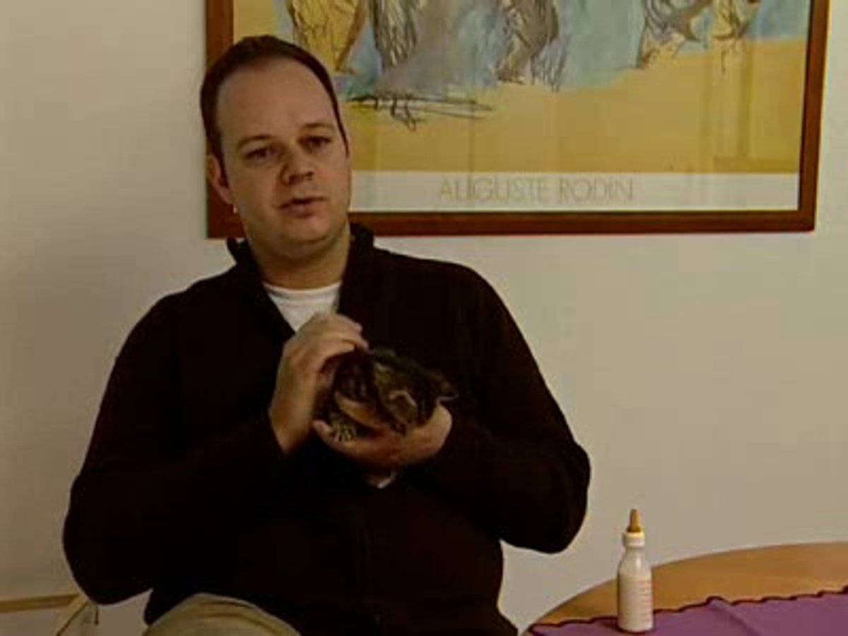 Familie und Haustiere: Katzen richtig in der Wohnung halten Familie und Haustiere: Katzen richtig in der Wohnung halten