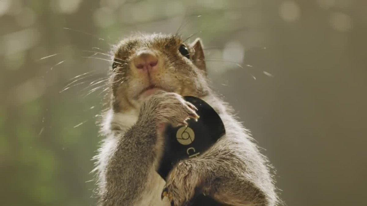 chromecast-a-new-era-of-squirrel-entertainment-62455.mp4