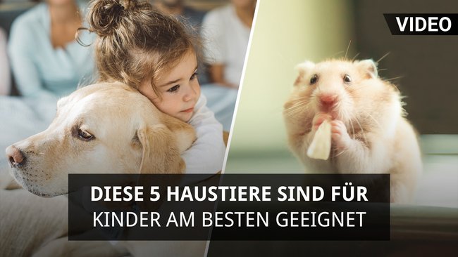 Wie hoch kann ein Fuchs springen?
