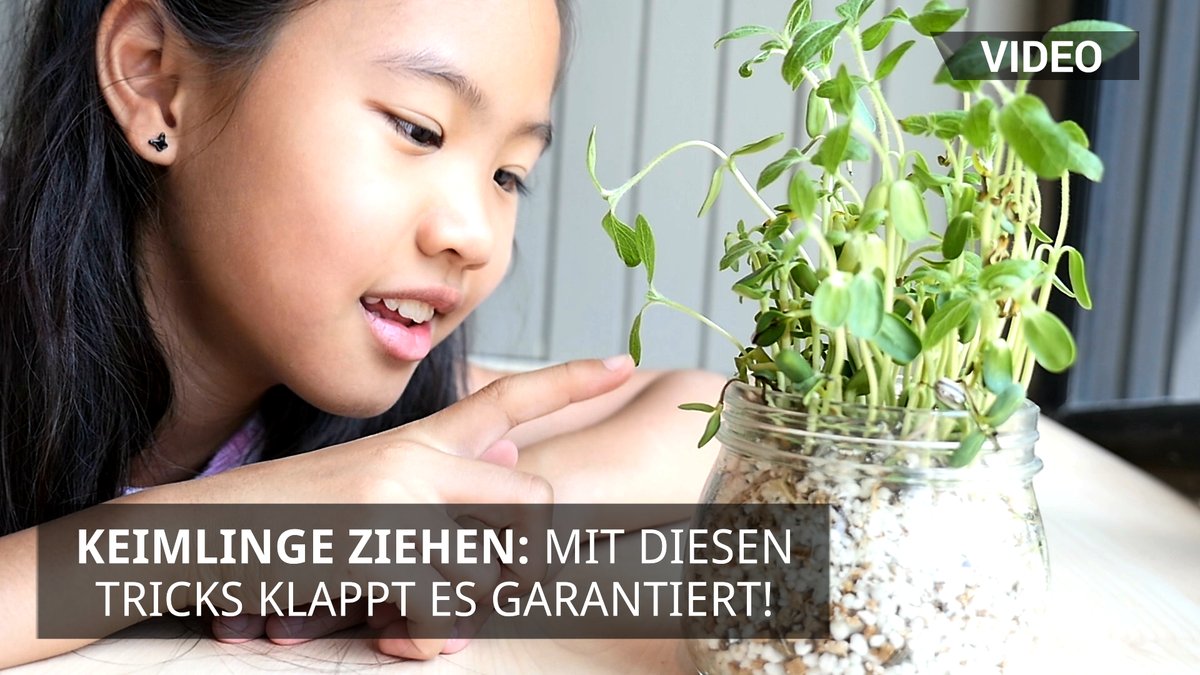 Keimlinge ziehen: Mit diesen Tricks klappt es garantiert!