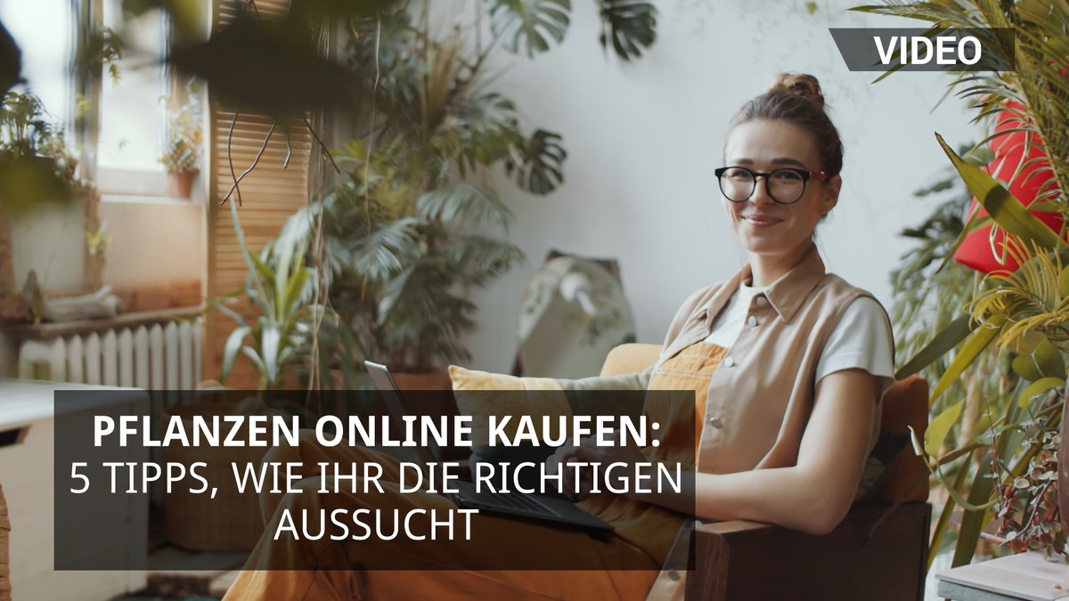 Pflanzen online kaufen Pflanzen online kaufen