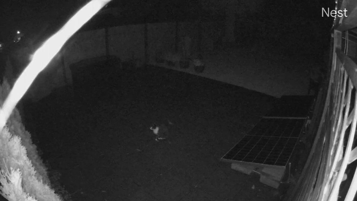 Google Nest Cam mit Akku: Bildqualität in der Nacht