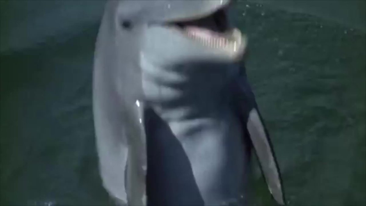 flipper-1963-official-trailer-chuck-connors-luke-halpin-movie-hd-40867.mp4