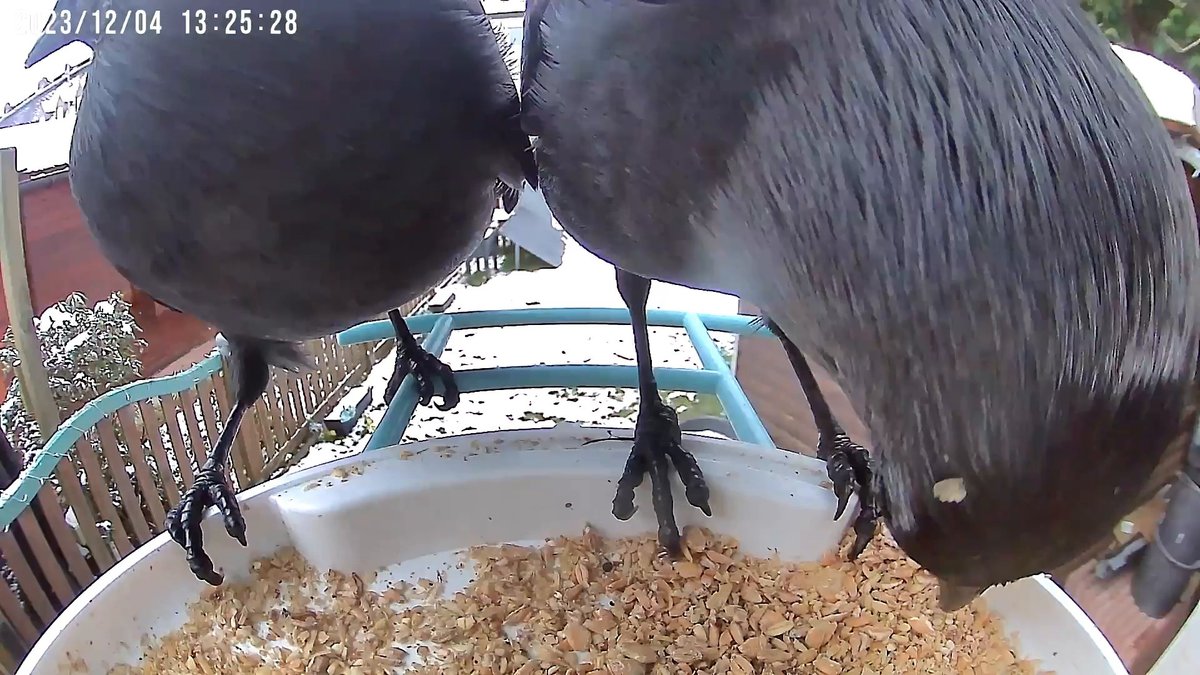 Birdfy: Verschiedene Vogelarten, die die Futterstation besucht haben Birdfy: Verschiedene Vogelarten, die die Futterstation besucht haben