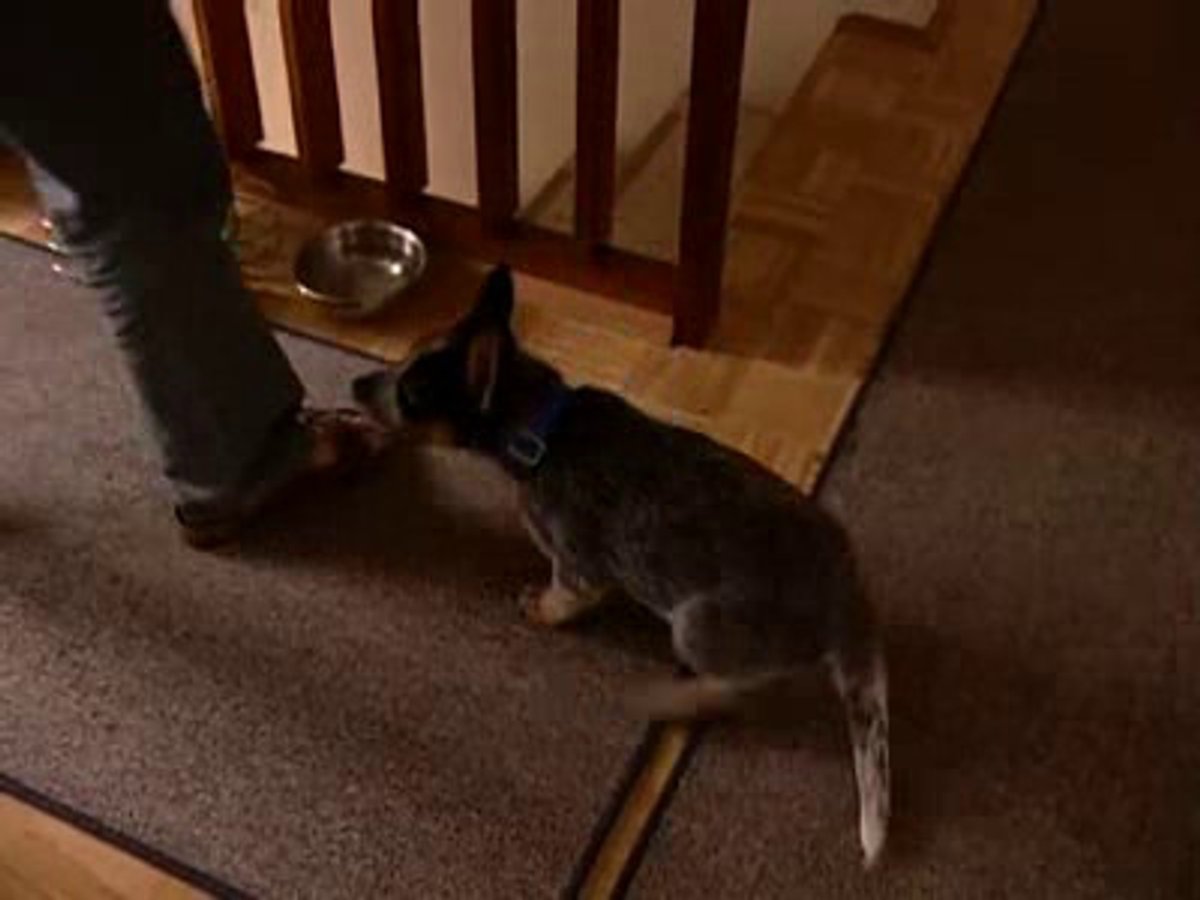 Haustiere: Worauf Sie bei der Anschaffung eines Hundes achten sollten Haustiere: Worauf Sie bei der Anschaffung eines Hundes achten sollten