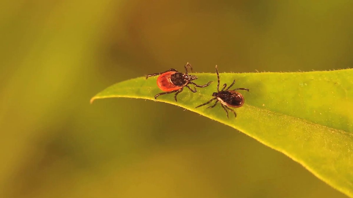 Achtung&#x20;Zecken&#x20;&#x2013;&#x20;Risikogebiete&#x20;weiten&#x20;sich&#x20;aus&#x20;&#x28;Anzeige&#x29;.